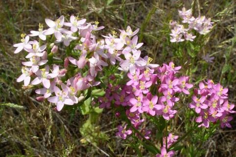 Goldenger за отказ на алкохол