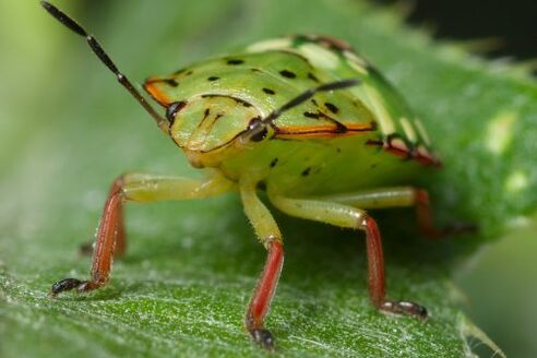 Алкохолни бъгове